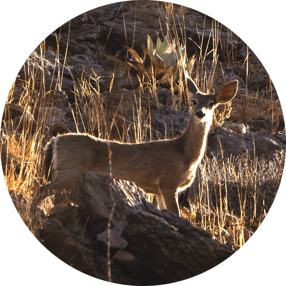 Venado en los cerros de Chihuahua